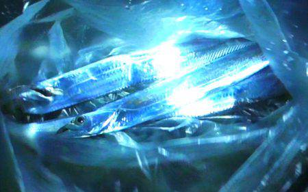 石津浜 ダイソージグで絶好調